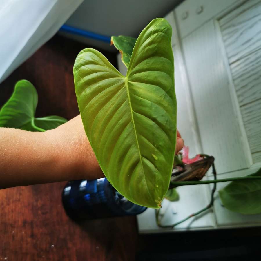 Philodendron Ventricosum Aff 1