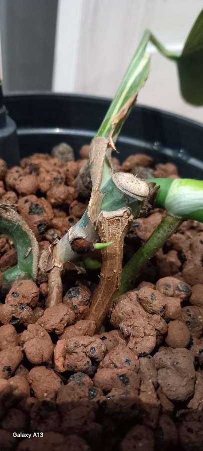 Monstera Marmorata regres 5