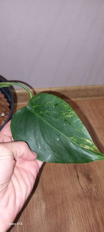 Monstera Marmorata regres 3