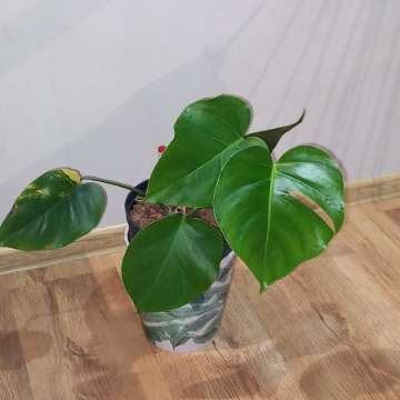 Monstera Marmorata regres