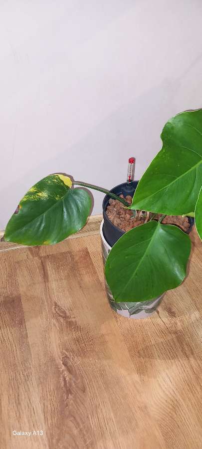 Monstera Marmorata regres 2
