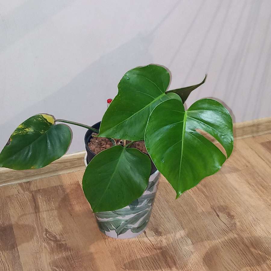 Monstera Marmorata regres