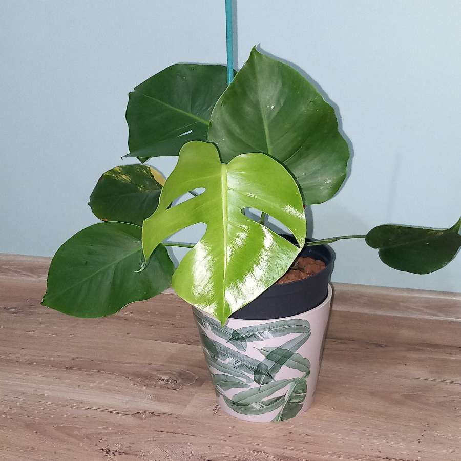 Monstera Marmorata regres