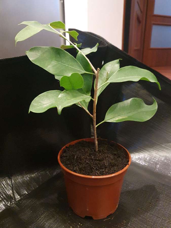 Ficus Benjamina- bonsai 3