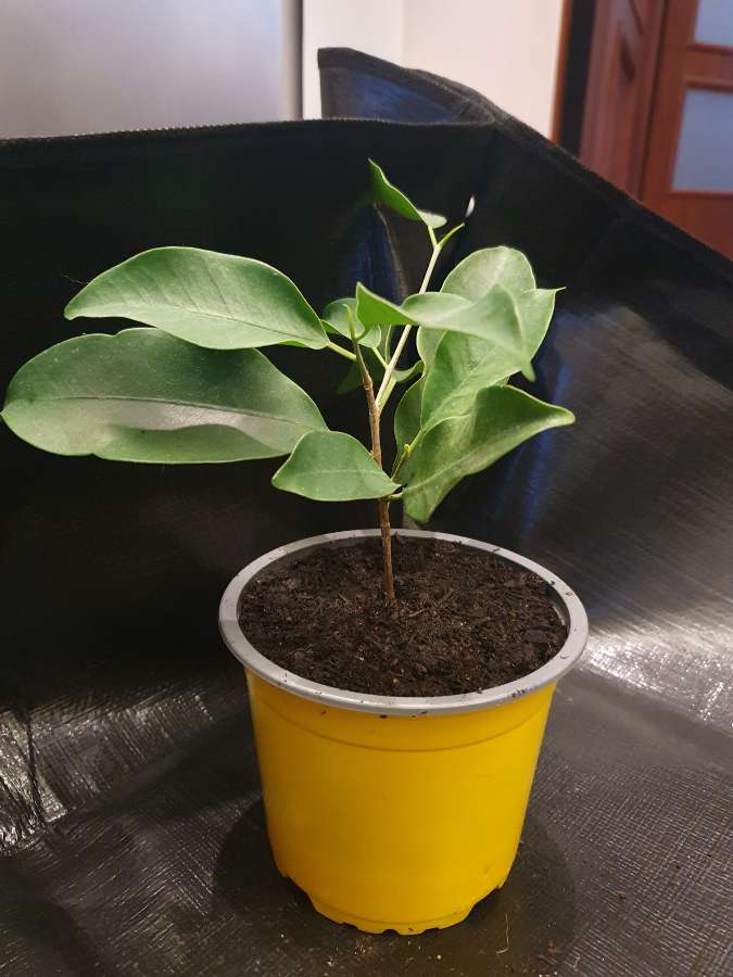 Ficus Benjamina- bonsai 2