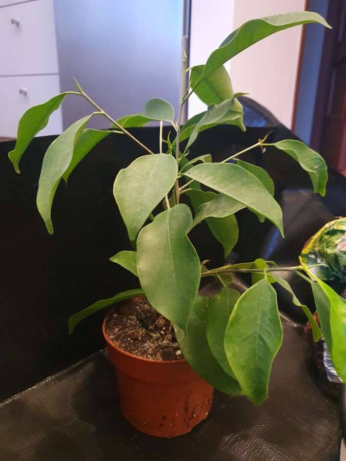 Ficus Benjamina- bonsai 4
