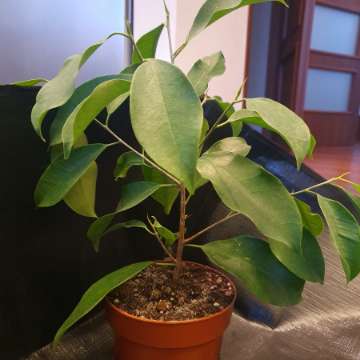 Ficus Benjamina- bonsai