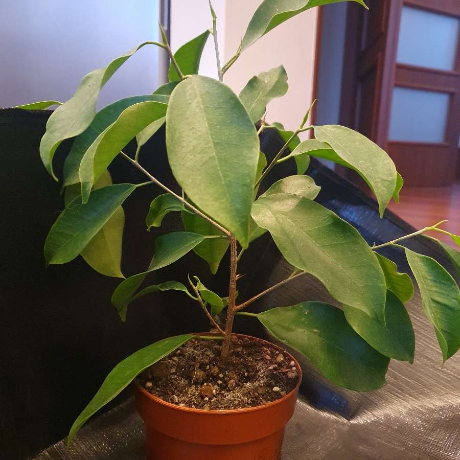 Ficus Benjamina- bonsai