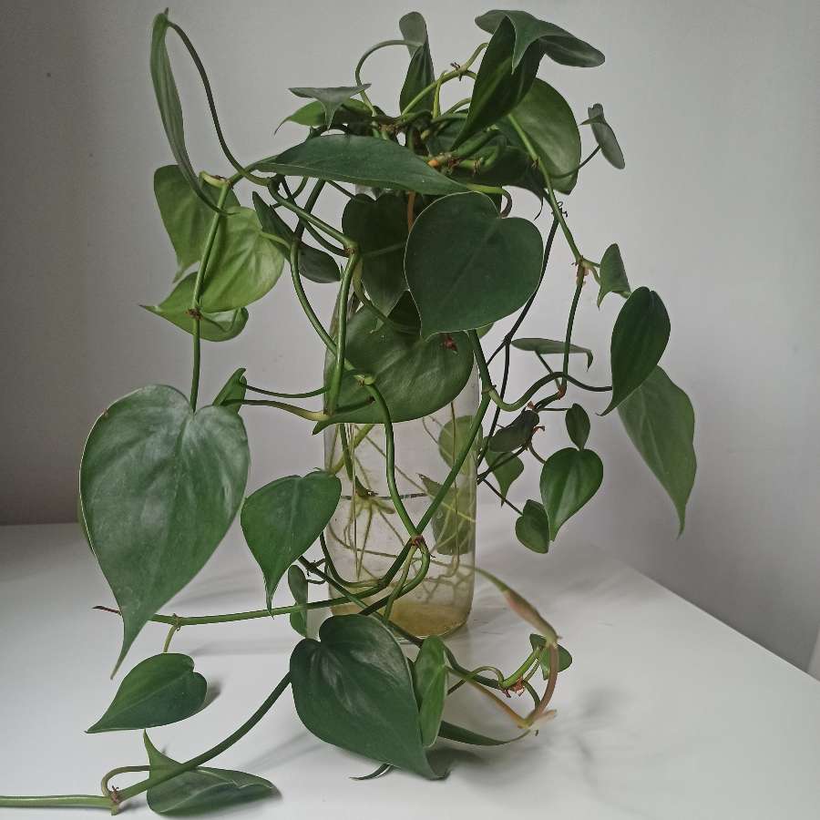 philodendron scandens