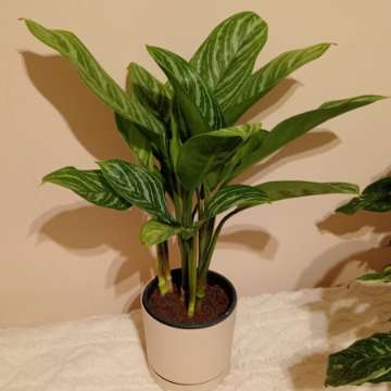 Aglaonema