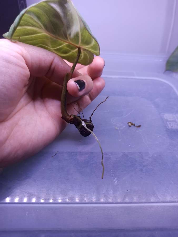 Philodendron Gloriosum 2