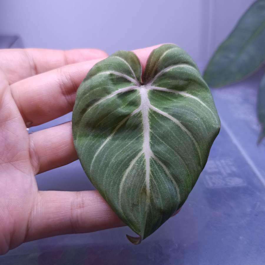Philodendron Gloriosum