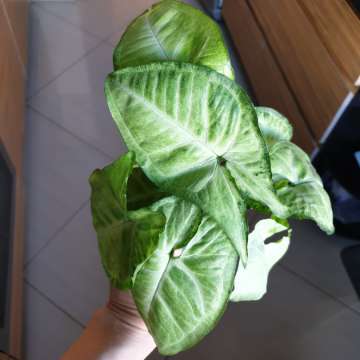 Syngonium white butterfly