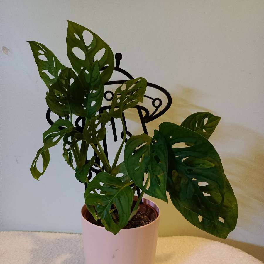 Monstera Monkey Mask