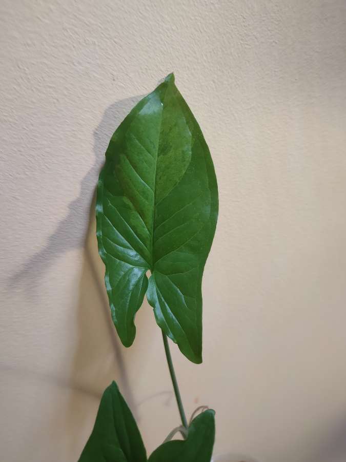 Syngonium Mottled Mojito 2