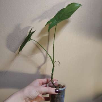 Syngonium Mottled Mojito