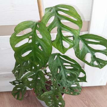 Monstera Adansonii Mint