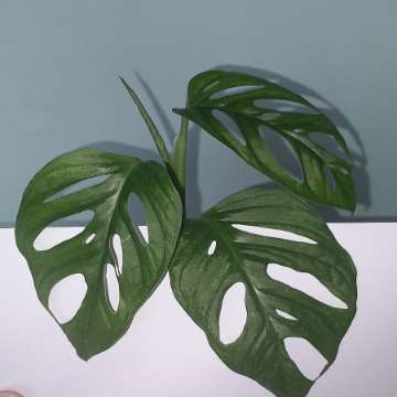 Monstera Adansonii Mint