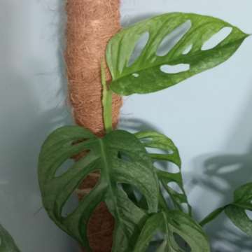 Monstera Adansonii Mint