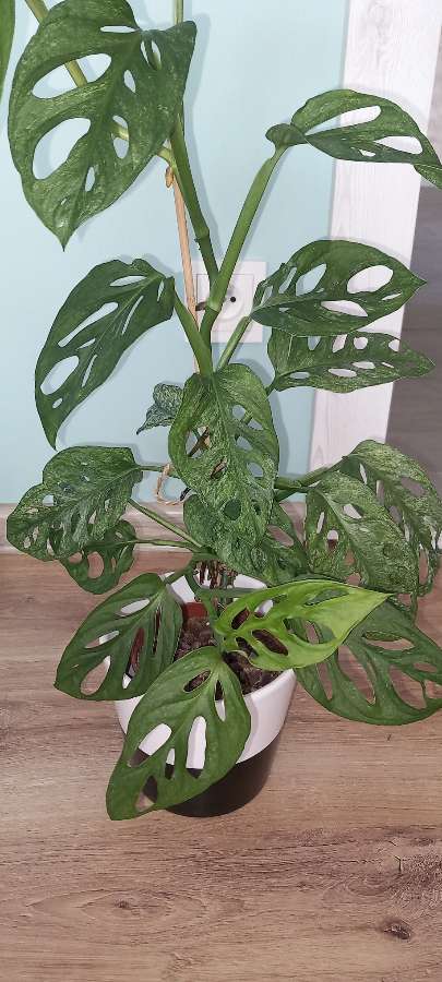 Monstera Adansonii Mint 2