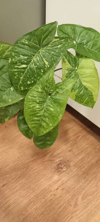 Syngonium Panda 2