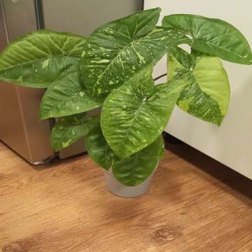 Syngonium Panda