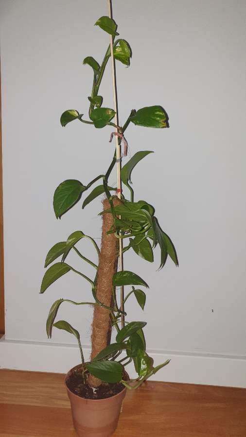 Epipremnum na paliku 2