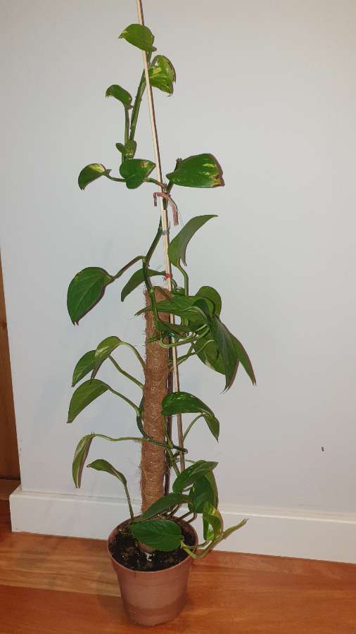 Epipremnum na paliku 3
