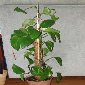 Epipremnum na paliku