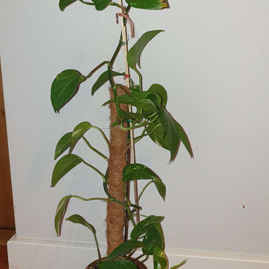 Epipremnum na paliku