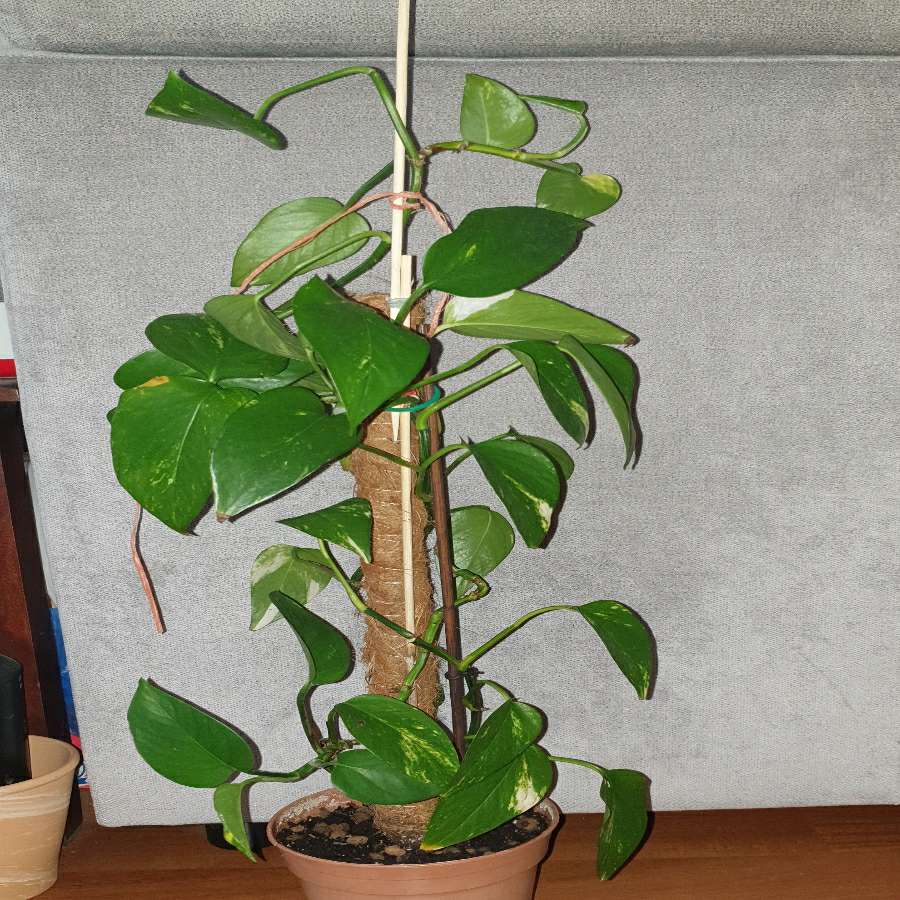 Epipremnum na paliku