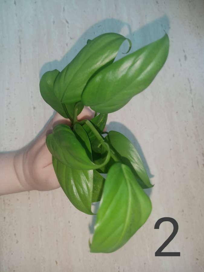 Philodendron heterophyllum 4