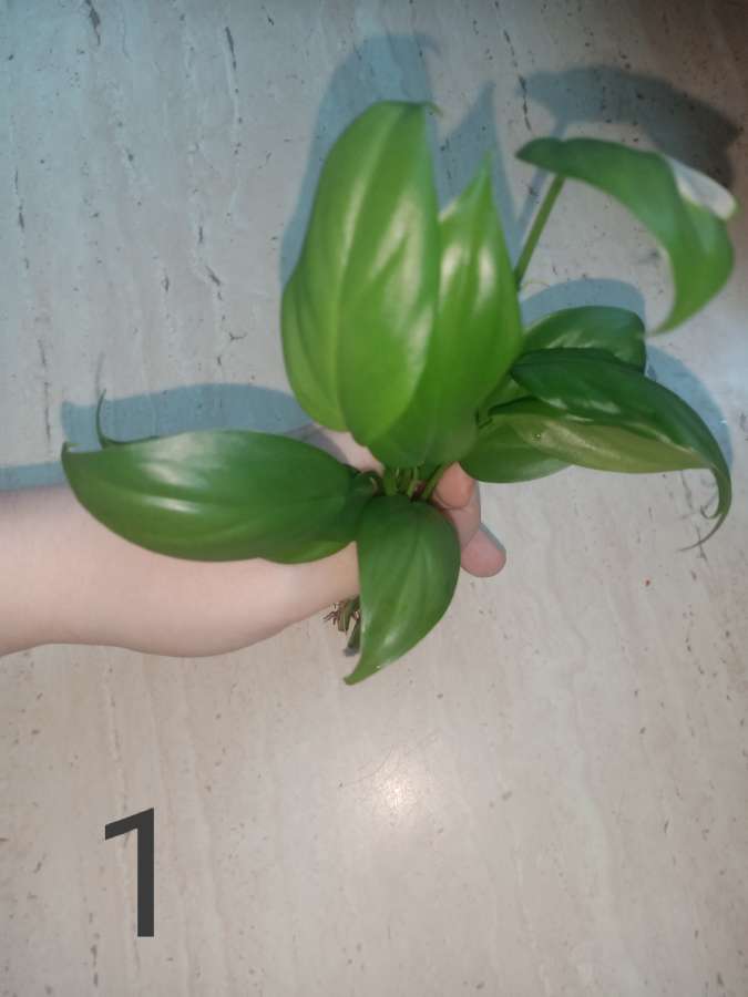 Philodendron heterophyllum 2