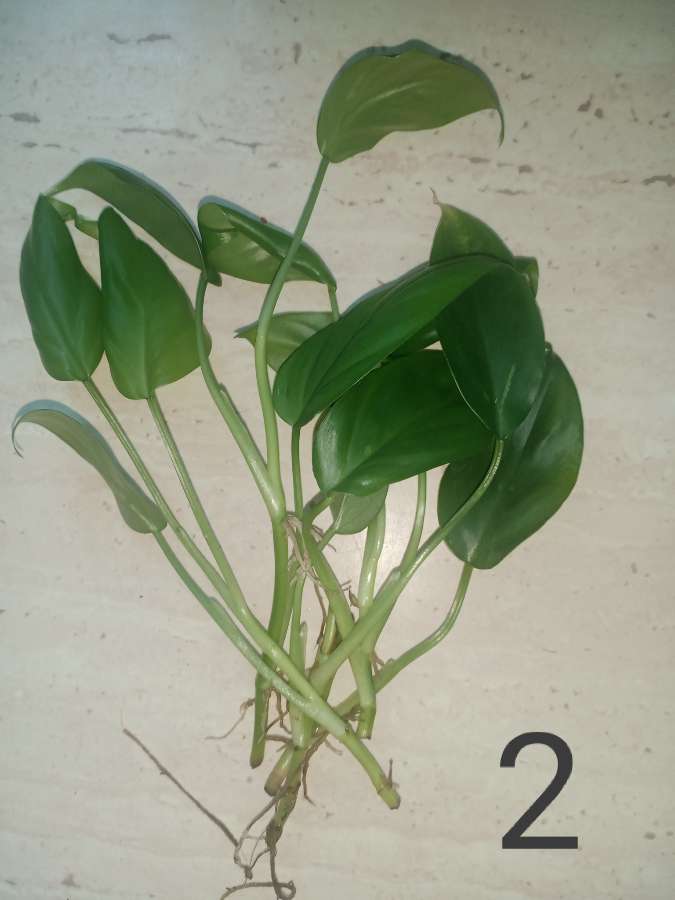 Philodendron heterophyllum 3