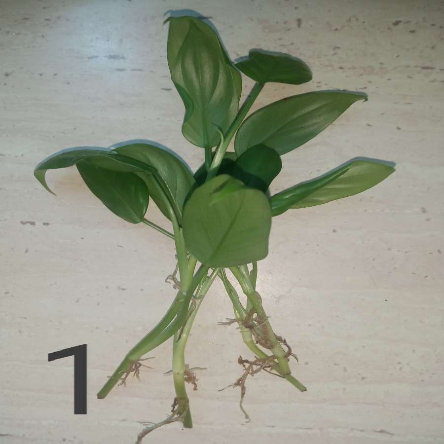 Philodendron heterophyllum