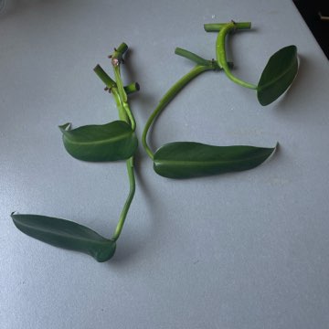 Philodendron tuxtlanum 