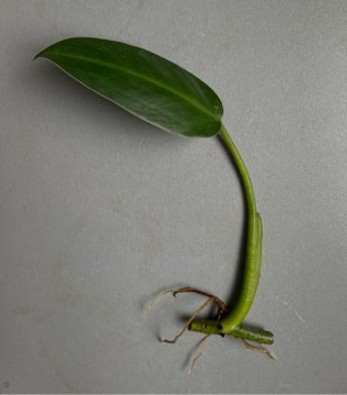 Philodendron tuxtlanum 