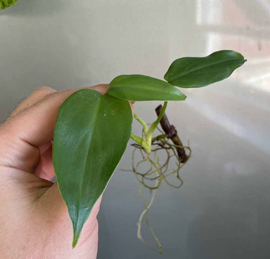 Philodendron tuxtlanum 