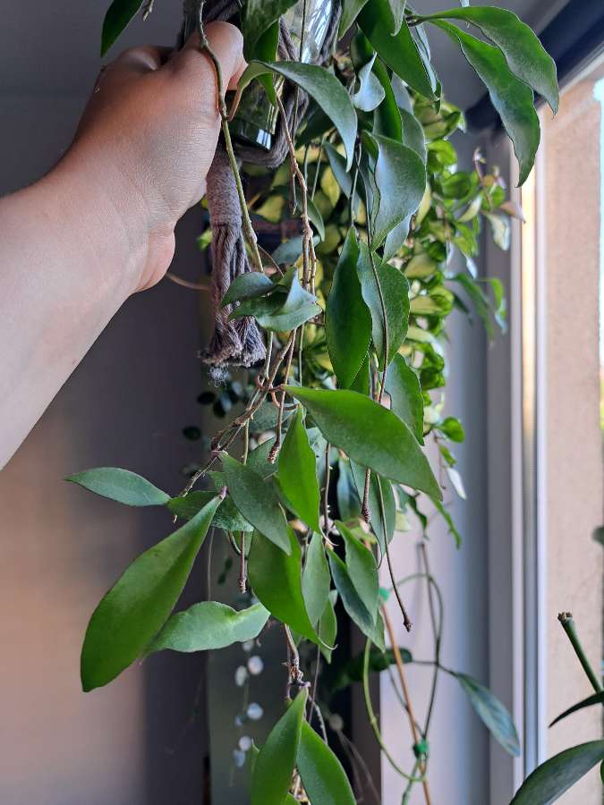 Hoya soidaoensis 3