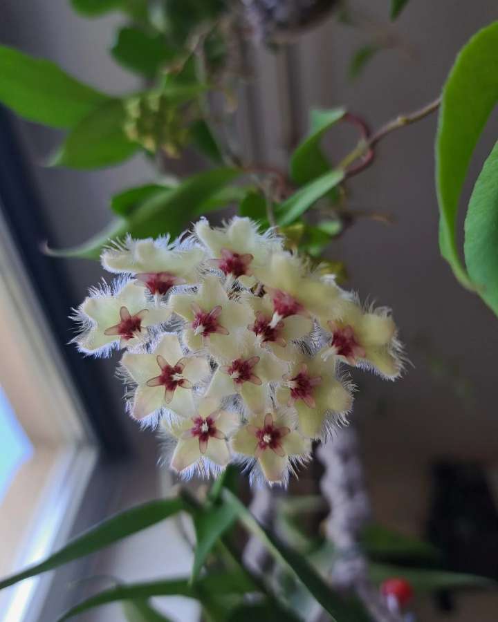 Hoya soidaoensis 4