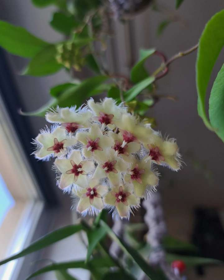 Hoya soidaoensis 4