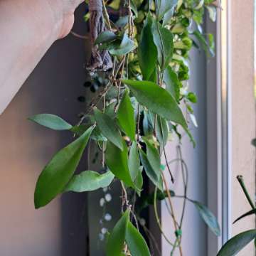 Hoya soidaoensis