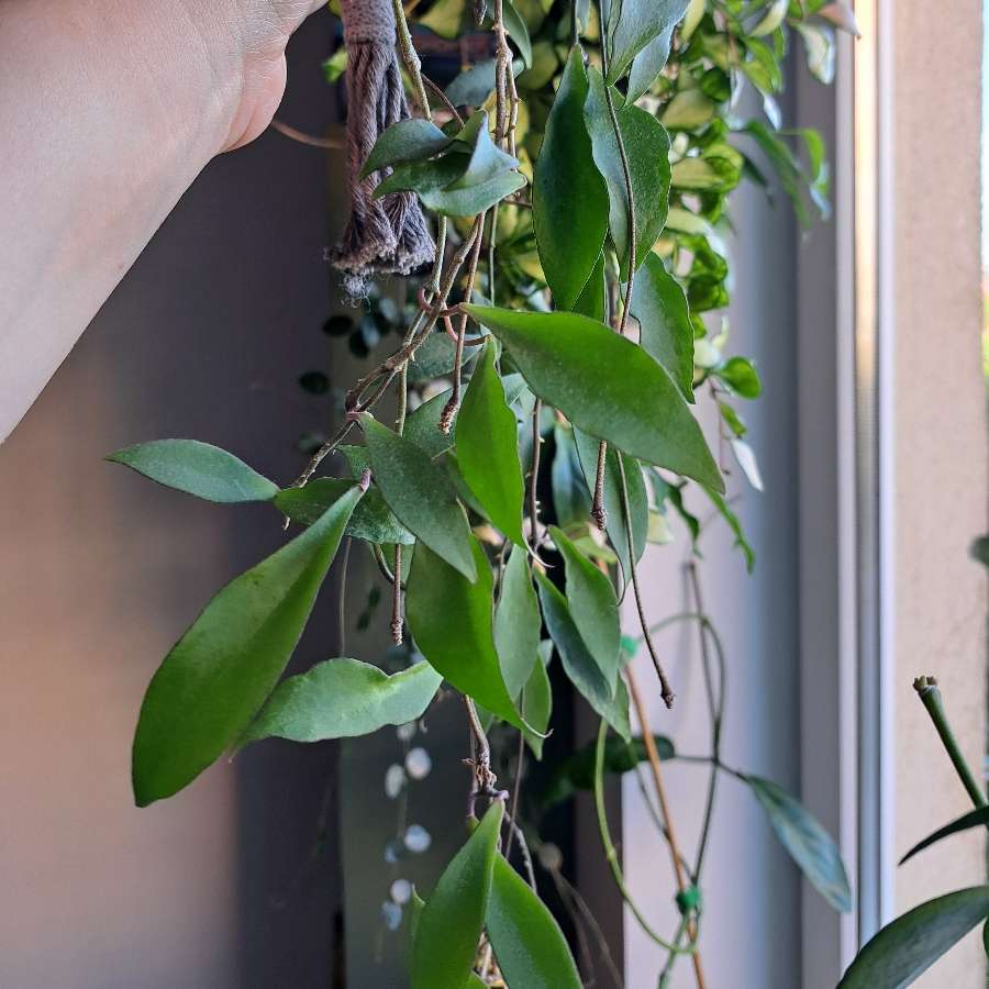 Hoya soidaoensis