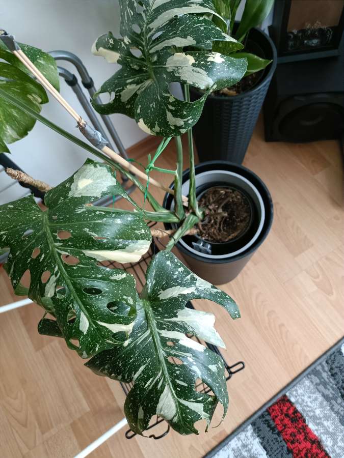 Monstera thai constellation 2