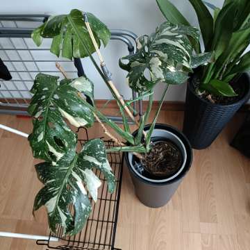 Monstera thai constellation