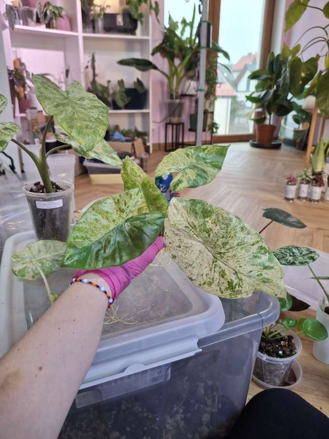 Alokazja Macrorrhiza Splash 4