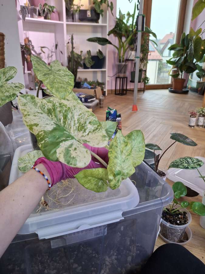 Alokazja Macrorrhiza Splash 5