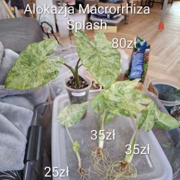 Alokazja Macrorrhiza Splash