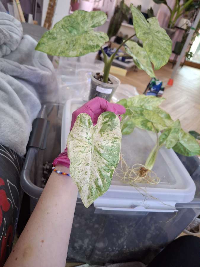 Alokazja Macrorrhiza Splash 2