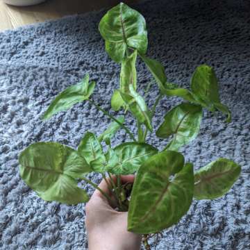 Syngonium Mango Allusion